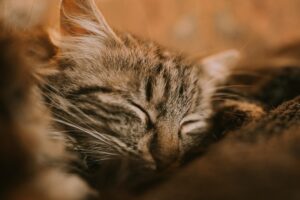 Photo dreams with cats