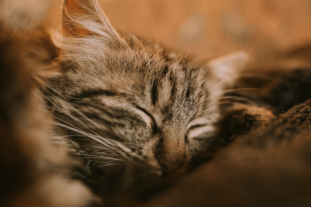 Photo dreams with cats